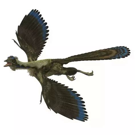 Print of Archaeopteryx prehistoric bird in 2023 | Dinosaurs names and pictures, Prehistoric ...