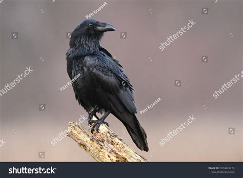 Raven Corvus Corax Stock Photo 1014429274 | Shutterstock