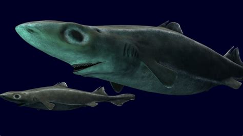 Velvet belly lanternshark - Alchetron, the free social encyclopedia