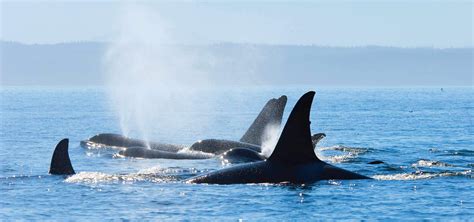 Victoria Whale Watching Package from Seattle | Clipper Vacations