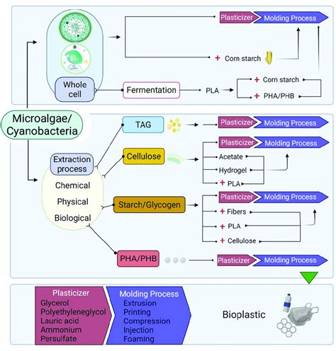 General process of bioplastic production from microalgae biomass ...