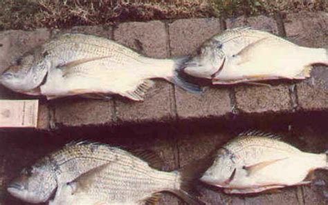 ARTICLE - How to catch BREAM - Articles - Fishraider