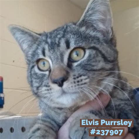 ‼️‼️ELVIS PURRSLEY has been at the shelter since January. Almost ALL ...