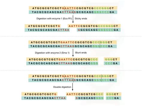 A Brief Introduction to "Gene Mapping"