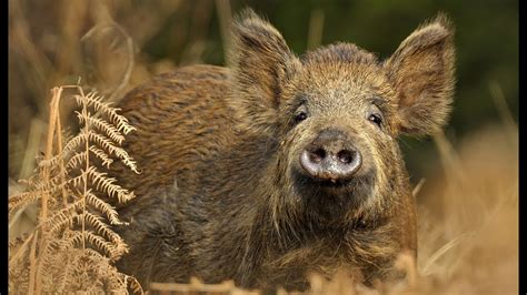 Wild Boars Pictures - Bilscreen