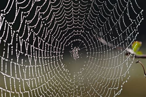 Black widow spiders avoid cannibalization by sniffing webs | Spider web ...