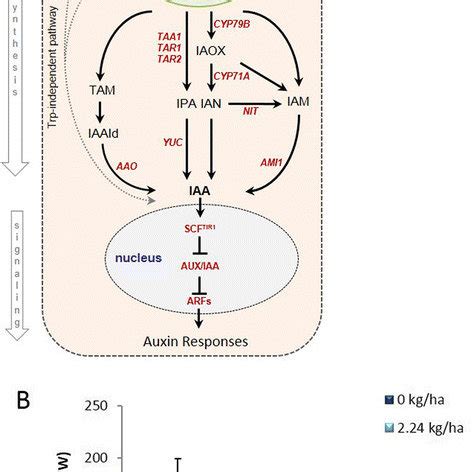 Simplified auxin biosynthesis and signaling pathway in plants, and... | Download Scientific Diagram