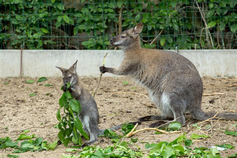 Red-necked Wallaby Baby Grazing Stock Photo - Image of neck, hair: 67306320