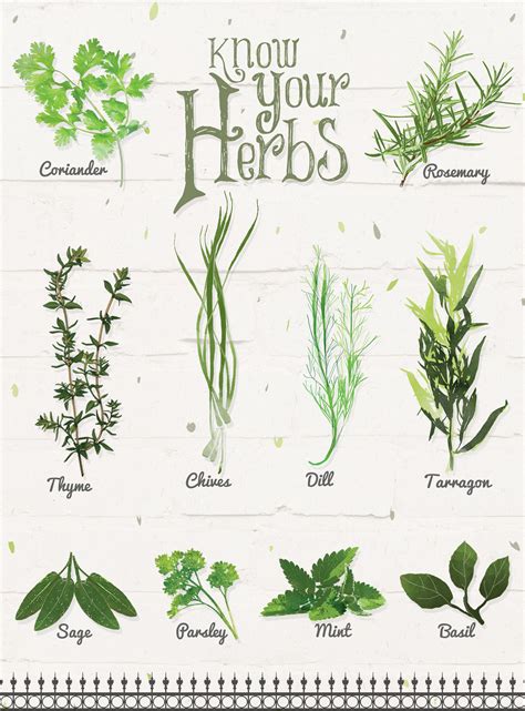 Herbes BARF plaquette Herbs Illustration, Food Illustrations, Botanical Illustration, Botanical ...