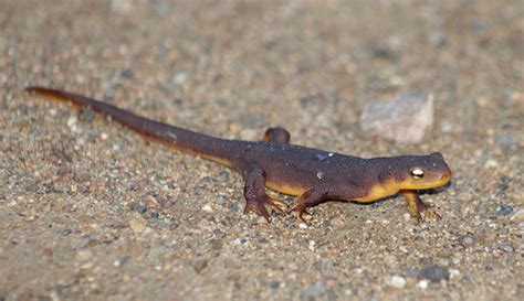 California Newt in Bay Area - sfbaywildlife.info