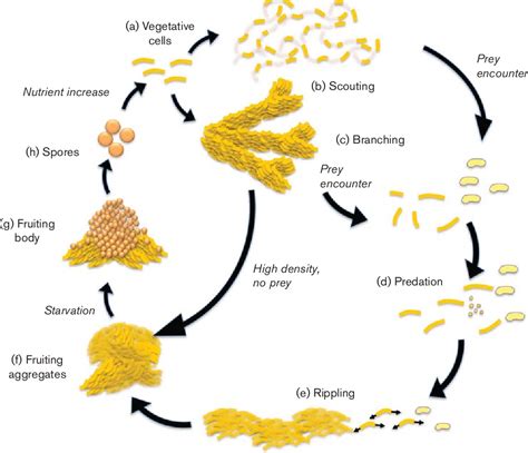 Figure 3 from The predatory life cycle of Myxococcus xanthus. | Semantic Scholar