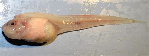 Meet Mariana Snailfish, World’s Deepest-Dwelling Fish | Biology | Sci-News.com