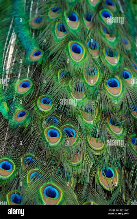 Close-up of a peacock's tail. Feathers on the tail of a peacock. Colors ...