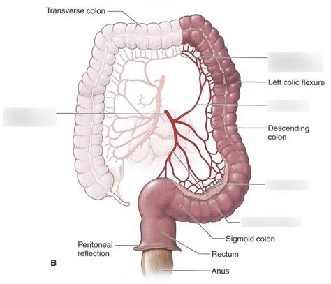 Midgut blood supply 2 Diagram | Quizlet