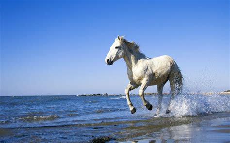 White Horse Running On Beach Wallpapers - Wallpaper Cave