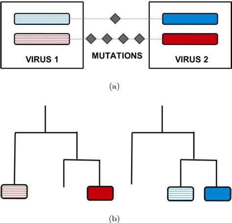 Figure 1.1 from The role of reassortment in the evolution of seasonal influenza | Semantic Scholar