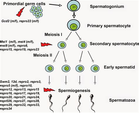 Spermatogenesis Diagram Draw Only Ray