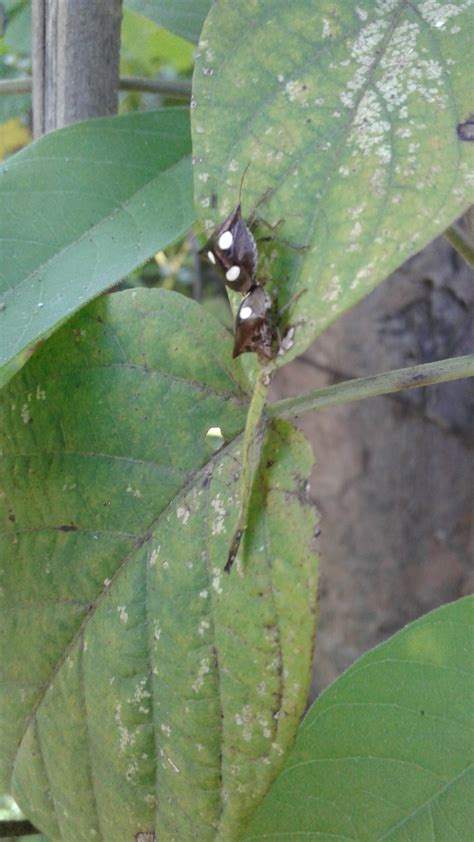 Pentatomidae by mithisar swargiary on 21 August 2017