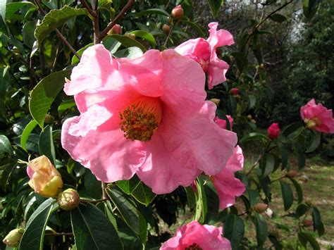 Camellia reticulata - Trees and Shrubs Online