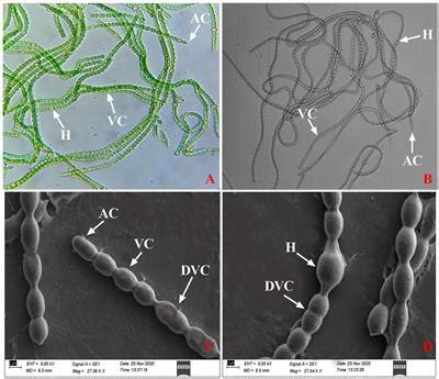 Frontiers | Impact of dehydration on the physiochemical properties of Nostoc calcicola BOT1 and ...