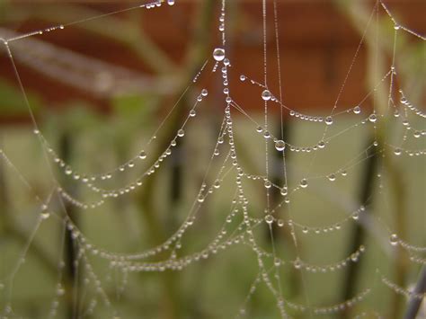 Spider Web with Dew 2 Free Photo Download | FreeImages