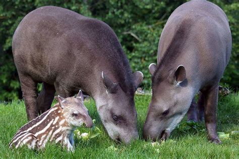 Tapir | Wild Life World