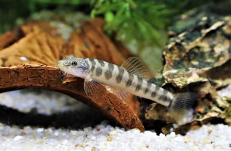 Discover the Coolest Loaches for Your Tank - Fishkeepingfans.com