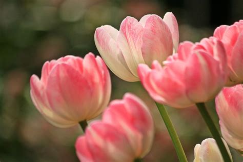 Free photo: Tulips, Flowers, Spring, Plant - Free Image on Pixabay - 1134103