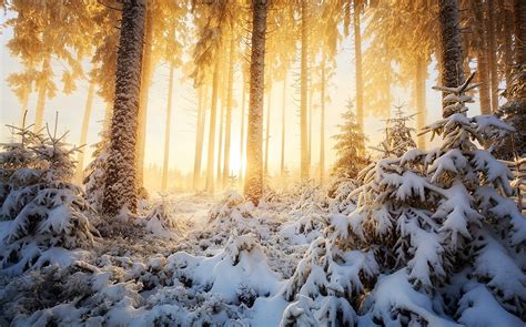 nature, Landscape, Winter, Sunrise, Forest, Mist, Sunlight, Snow, Trees, White, Cold, Yellow ...