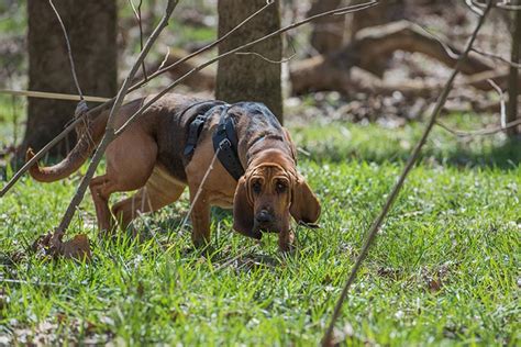 Bloodhound Dog Breed Information