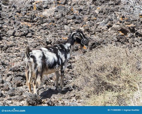 Wild Black White Spotted Goat in the Dessert. Stock Photo - Image of nature, canary: 71388380