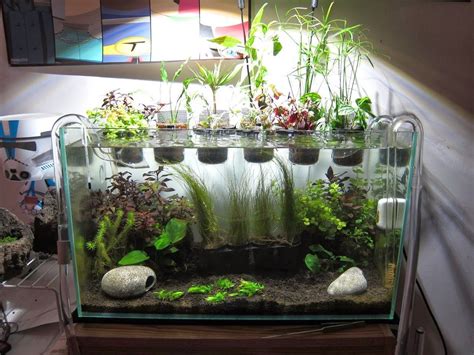 ruuuey's 17G riparium - The Planted Tank Forum | Planted aquarium, Indoor water garden ...