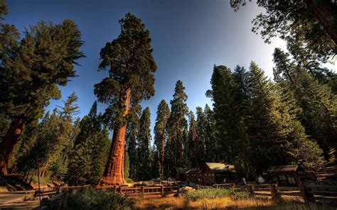 Sequoia National Park Wallpapers - Wallpaper Cave