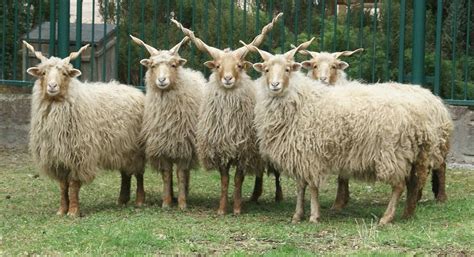 These Are the 12 Sickest Sheep Breeds in the World (According to This Author) - Modern Farmer