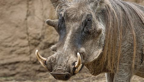 Warthog | San Diego Zoo Kids