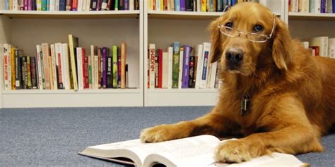 VIDEO: How Animals Read Their Books - #AmReading