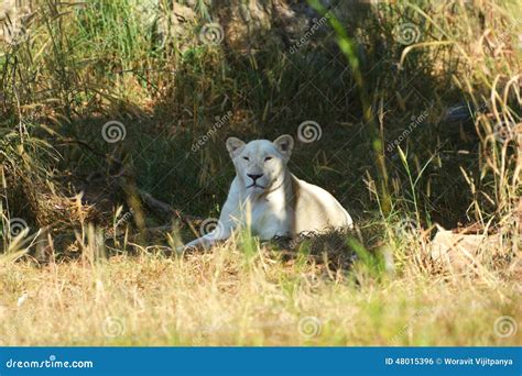 White lion stock photo. Image of animals, flora, environment - 48015396