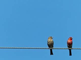 house finches | Derek Wolfgram | Flickr