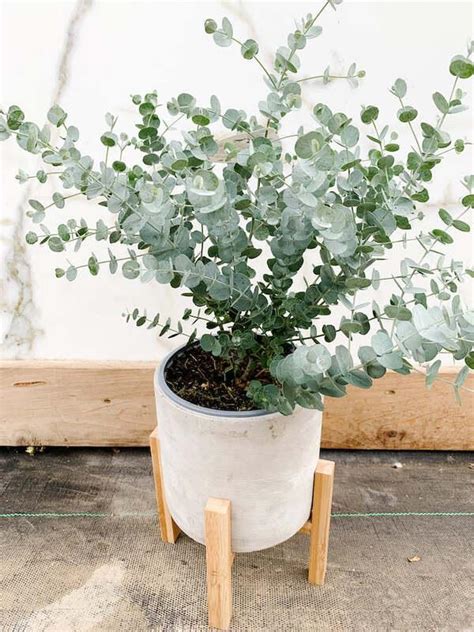 Eucalyptus pulverulenta 'Baby Blue' - Neth Plant