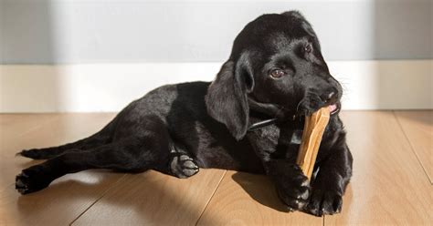 The 8 Best Chew Bones For Puppies In 2022