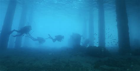 Blue Heron Bridge Diving and Tides | Force-E Scuba Centers - Force-E ...