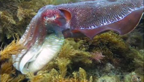 GeoLog | Imaggeo On Monday: Giant Australian Cuttlefish in the Spencer Gulf, South Australia