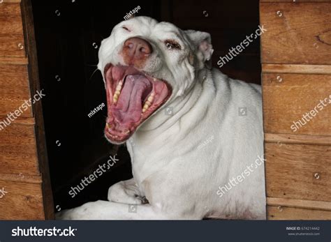 Pitbull Showing Teeth Stock Photo 674214442 | Shutterstock