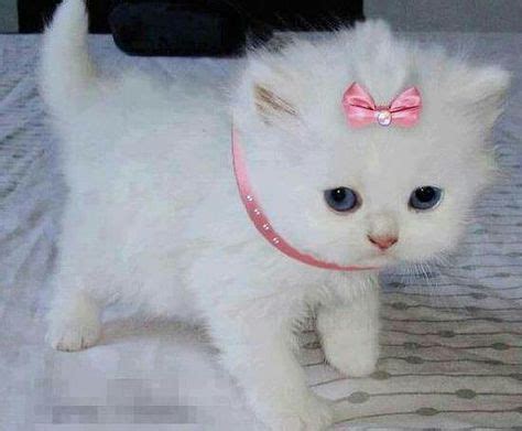 Sweetie | Kittens cutest, Fluffy kittens, White fluffy kittens