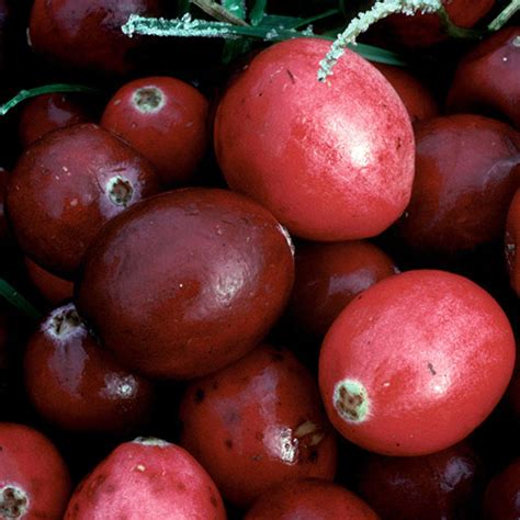 Cranberry: Usefulness and Safety | NCCIH