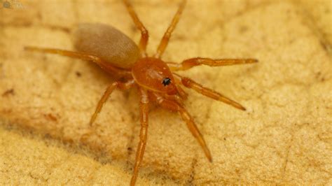 Eight-eyed Orange Lungless Spiders from Skilpad Rest Camp, Namaqua National Park, Namakwa, South ...