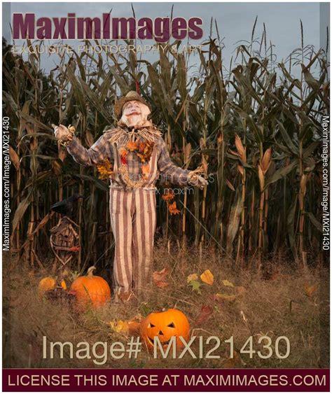 Stock photo: Scarecrow in a Corn Field | MaximImages