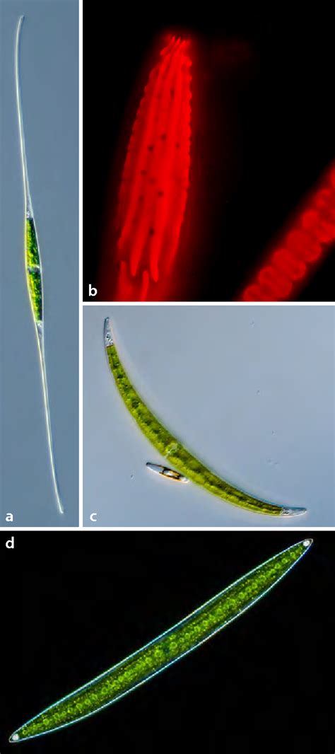 Figure 20.10 from 1 General Features and Classification of Streptophyte ...