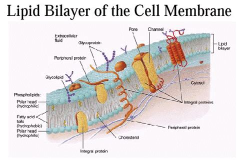 General Principles of Pharmacology: Binding forces in drug interactions