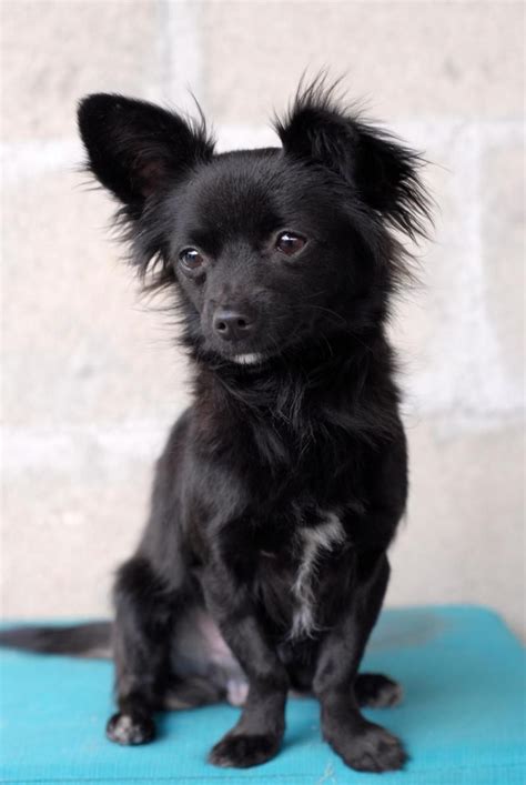 Black Papillon Chihuahua Mix - Pets Lovers